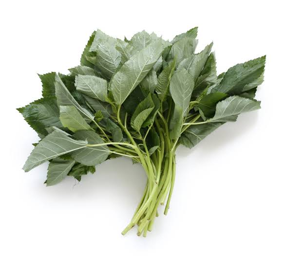 نبات الملوخية المصرية - Egyptian Jew’s Mallow Plant