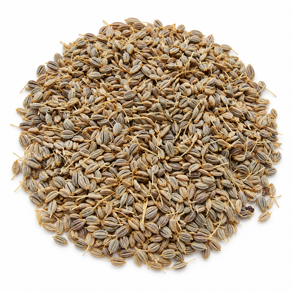 بذور بقدونس مصري 1 كجم - Egyptian Parsley Seeds 1kg