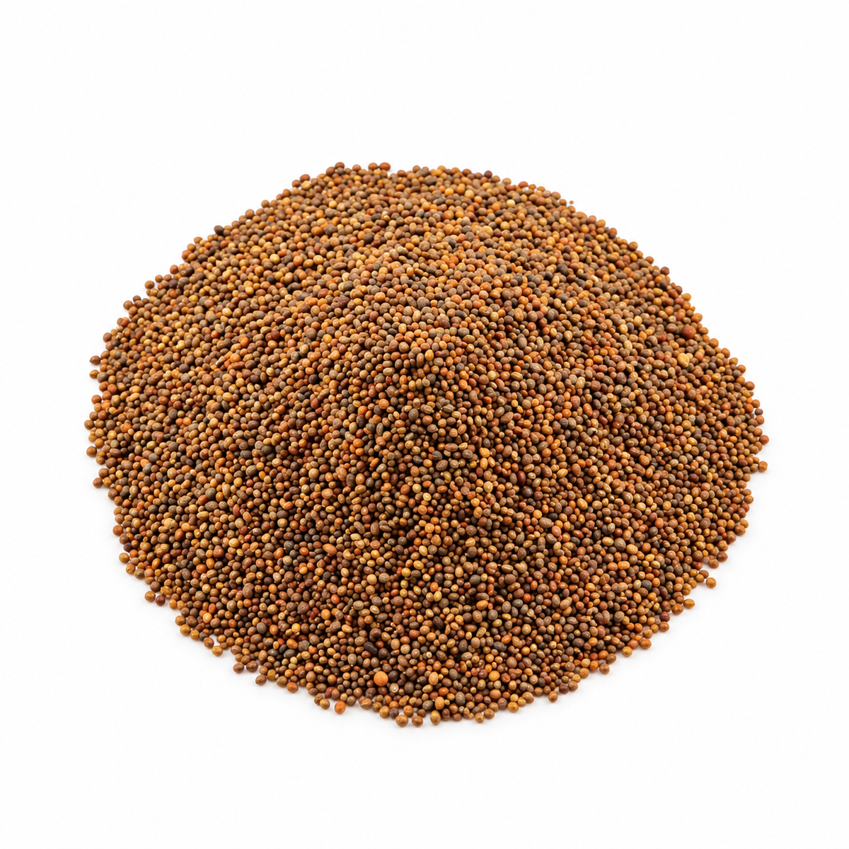 بذور جرجير مصري 1 كجم - Egyptian Rocket Seeds 1kg