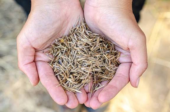 بذور عشب الفيل 1 كجم - Elephant Grass Seeds 1kg
