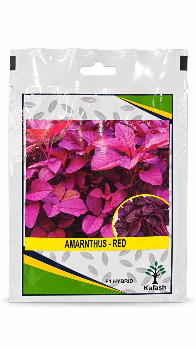 بذور قطيفة حمراء | Kalash Amaranthus Red Seeds on a white background