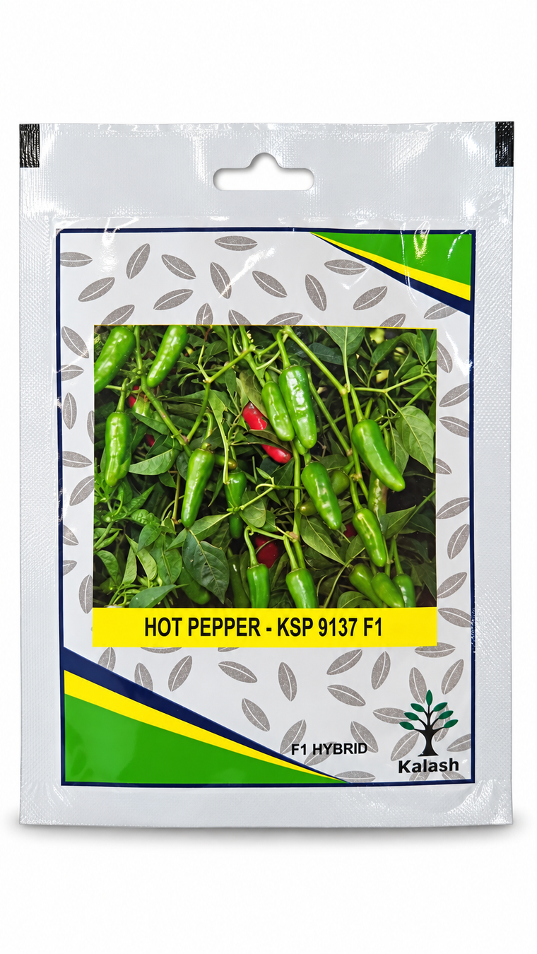بذور فلفل حار كالاش KSP 9137 F1 | Kalash Hot Pepper KSP 9137 F1 Seeds on a white background