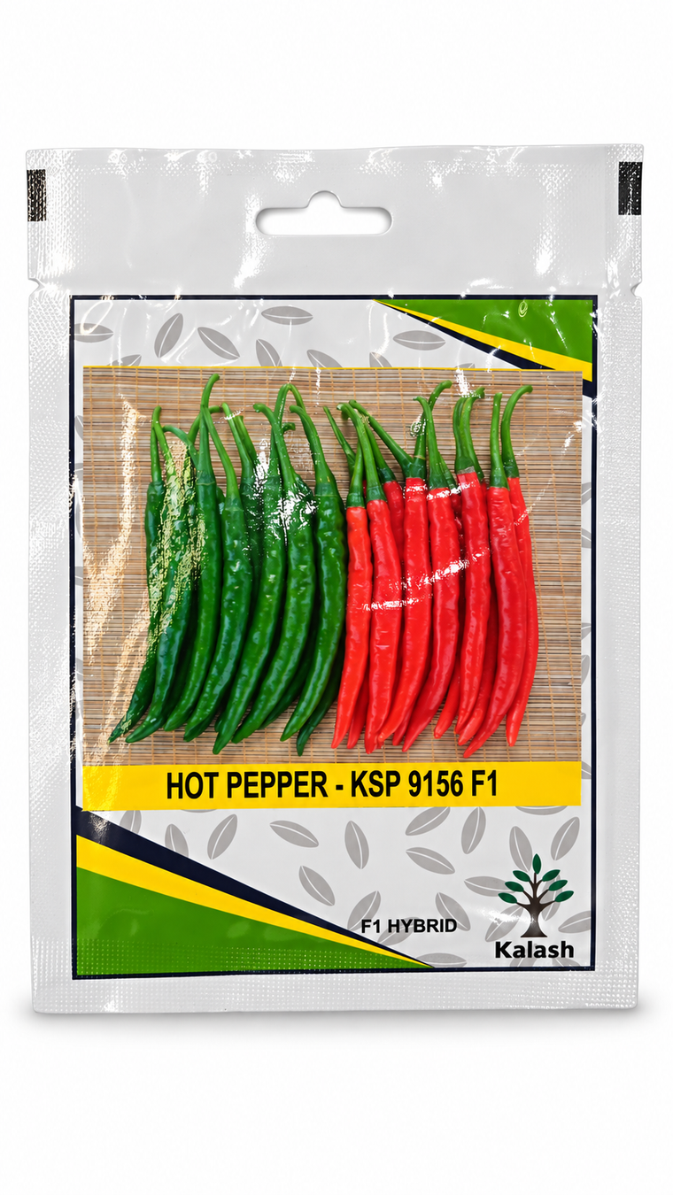 بذور فلفل حار كالاش KSP 9156 F1 | Kalash Hot Pepper KSP 9156 F1 Seeds on a white background